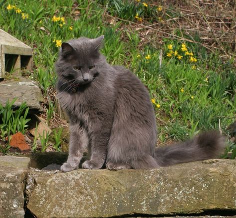 Personality Pictures, Swimming Cats, Nebelung Cat, Large Cat Breeds, Nebelung, Gallery Ideas, Russian Blue Cat, Cat Photos, Cat Breed