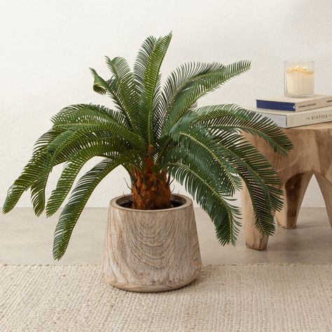 Blue Coastal Aesthetic, Cycas Plant, Cycas Palm, Artificial Indoor Trees, Plant Styling, Indoor Trees, Office Area, Blue City, Decorative Pots