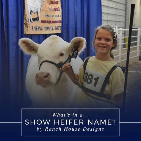 Show Steer Names, Steer Names, Cattle Judging, Beef Showmanship, Cow Showing, Raising Cows, Cattle Showing, Show Heifer, Showing Cattle