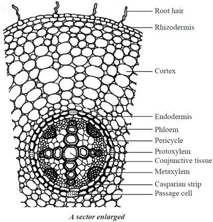 Dicot Root Diagram, Dicotyledonous Plants, Root Diagram, Biology Homework, Apologia Biology, Plant Anatomy, School Presentation, Biology Plants, Botanical Science