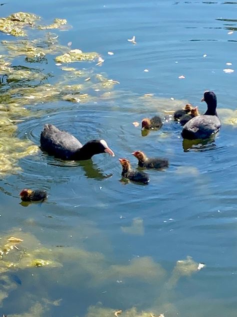 Duck In A Pond, Duck In Pond, Ducks In Pond, Ducks In A Pond, Pond Drawing, Powerpoint Pictures, Pet Duck, Duck Painting, Duck And Ducklings