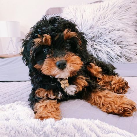 Cavapoo Tricolor, Tri Color Cavapoo, Cavapoo Black, Black Cavapoo, Cavachon Dog, Cavapoo Dogs, Cavapoo Puppies For Sale, Cavapoo Puppies, Tiny Puppies