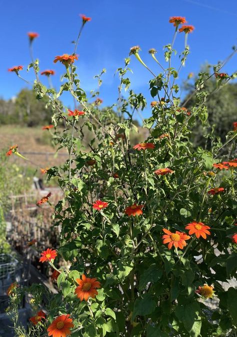 Mexican sunflower, Tithonia rotundifolia Every spring I patiently wait for nurseries to sell 4-inch starts of tithonia. Or, if I’m lucky, my mom grows them from seed and I wait for her to bring over her little plant children. Either way, every year outside my bedroom, I plant two of these fast-growing annuals in large […] Sunflower Facts, Mexican Sunflower, Planting Sunflowers, I Wait, Gardening 101, Pollinator Garden, Front Yard Garden, Plant Combinations, Public Garden