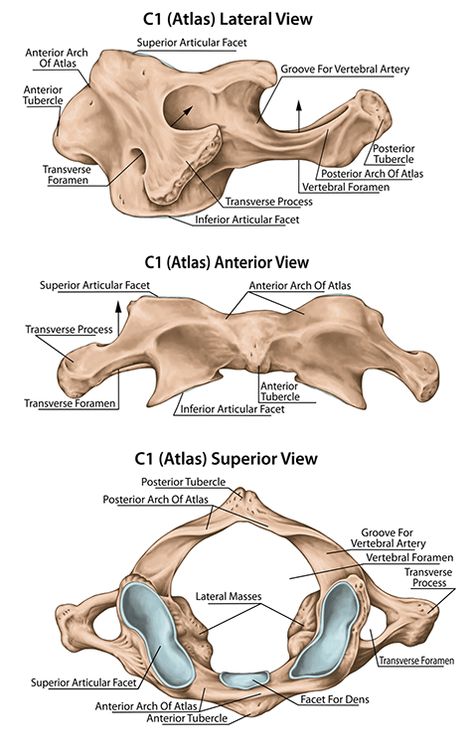 CEUfast.com - Figure 3b: Vertebra C1 (Atlas) Cervical Vertebrae Anatomy, Atlas Vertebrae, Vertebrae Anatomy, Atlas Anatomy, Spinal Cord Anatomy, Spinal Cord Injuries, Vertebral Column, Spinal Tap, Radiology Imaging