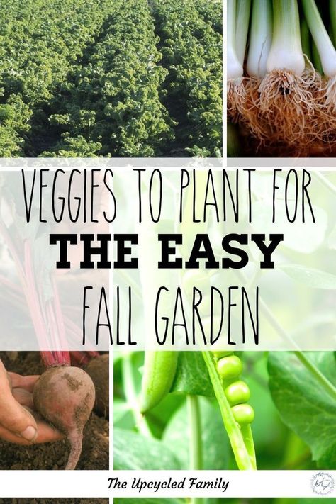 Fall Garden Ideas, Fall Vegetable Garden, Fall Vegetables To Plant, Vegetables To Plant, Fall Backyard, Fall Vegetables, Fall Garden Vegetables, Growing Veggies, Backyard Vegetable Gardens