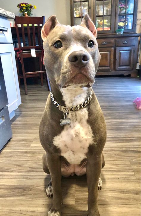 Xl Pitbull Puppies, Blue Nosed Pitbull, Grey Pitbull Blue Eyes, Blue Eyed Pitbull, Pitbull Blue Eyes, Bluenose Pitbulls, Pitbull Dog Tattoo, Blue Pitbull Puppy, Gray Pitbull