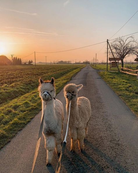 Farm Life Animals, Alpaca Farm Aesthetic, Farm Animals Aesthetic, Animal Farm Aesthetic, Alpaca Photography, Pet Alpaca, Farm Moodboard, Alpaca Aesthetic, Alpaca Walking