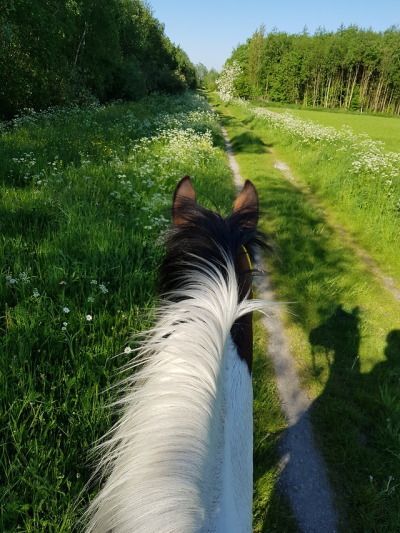 Horse Riding Trails, Horse Trail Ride Aesthetic, Horse Riding Pov, Horse Trail Ride, Horses In A Field, Horse In Field, Horse Field, Trail Riding Horses, Horse Trails