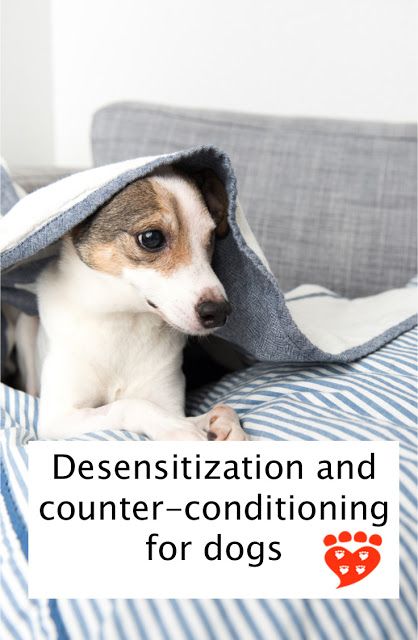 Desensitization and counter-conditioning for dogs. The poster shows a fearful Jack Russell hiding under a blanket American Staffordshire Bull Terrier, Teach Dog Tricks, Animal Behaviour, Operant Conditioning, Reactive Dog, Dogs Trust, Dog Tricks, Crazy Dog Lady, Pet Tips