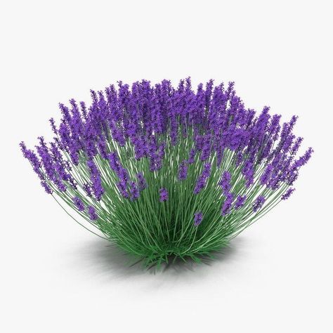 Bush Drawing, Lavender Bush, Flowers 3d, Rooftop Design, Interior Design School, Flower Texture, Landscape Materials, Real Model, Photoshop Design