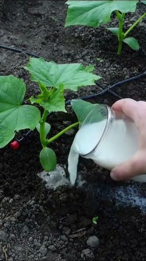 Cucumbers Growing, Garden Cucumbers, Plant Grafting, Cucumber Plants, Tomatoes And Cucumbers, Cucumber Gardening, Cherry Clafoutis, Garden Hacks Diy, Vegetable Garden Tips