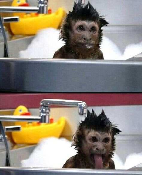 Cute monkey bathing - OK! I want a monkey!!! Monkey Bath, Pet Monkey, Monkeys Funny, Cute Monkey, Little Monkeys, Baby Monkey, Primates, Cute Creatures, Cuteness Overload