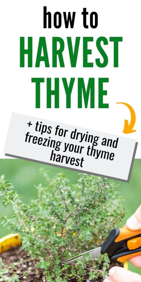 Freezing Fresh Thyme, How To Dry Fresh Thyme, Dry Thyme How To, How To Freeze Fresh Thyme, Preserving Fresh Thyme, How To Preserve Thyme, What To Do With Fresh Thyme, How To Dry Thyme Fresh Herbs, Drying Thyme Fresh Herbs