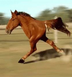 Very Busy GIF - Very Busy TwoLegsOnly - Discover & Share GIFs Funny Horse Pictures, Horse Running, Funny Horses, Animated Animals, Running Horses, Funny Horse, 웃긴 사진, Weird Animals, Horse Pictures