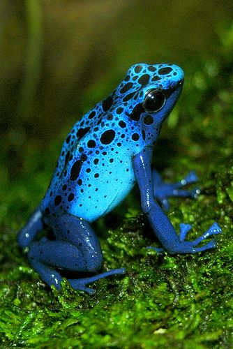 Blue Poison Dart Frog | by ucumari photography Frog Images, Blue Poison Dart Frog, Frosch Illustration, Rainforest Biome, Life Reference, Poison Frog, Deadly Animals, Creature Fantasy, Regnul Animal