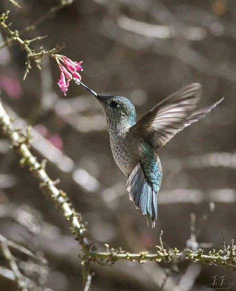 Hummingbirds Photography, Hummingbird Photos, Magnolia Tattoo, Magnolia Colors, Birds Photography Nature, Hummingbird Pictures, Bird Barn, Hummingbird Tattoo, Landscape Photography Nature