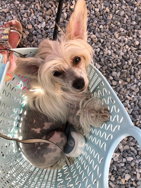 Dog Haircuts, Chinese Crested Dog, Dog Mixes, Chinese Crested, Pretty Dogs, Mini Schnauzer, Beautiful Dogs, Beautiful Creatures, Puppy Love