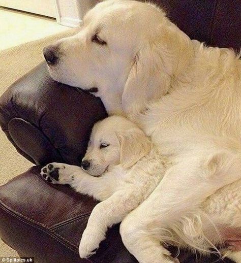 A puppy was protected whilst they slept under the protection of their mother ... Chien Golden Retriever, Golden Retriever Mix, Great Pyrenees, Golden Retriever Puppy, Retriever Puppy, Blue Heeler, Golden Retrievers, Animal Love, A Puppy