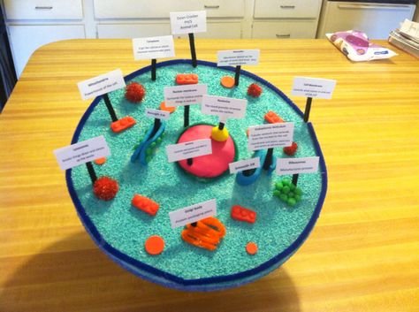 3D model of an animal cell.  Dylan's 6th grade project for science. Cell 3d Project, Animal Cell Project Ideas, Plant Cells Project Ideas, 3d Animal Cell Project, Animal Cell Model Project, Cell Project Ideas, 3d Plant Cell, 3d Animal Cell, Animal Cell Model