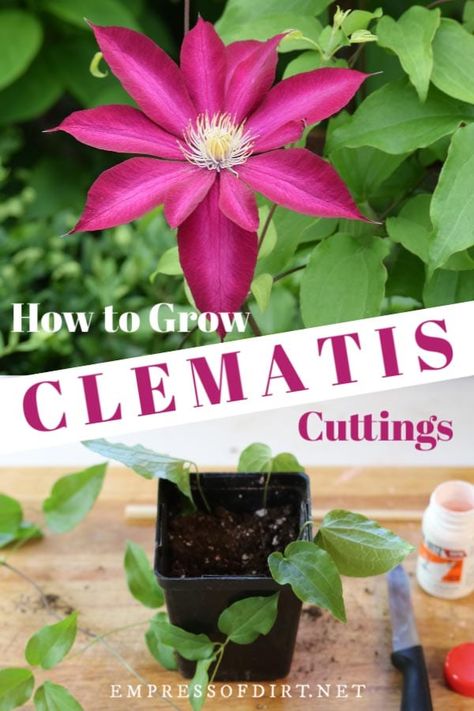 Clematis Care, Clematis Plants, Clematis Vine, Garden Vines, Gardening Hacks, Unusual Plants, Plant Cuttings, Propagating Plants, Flowering Vines