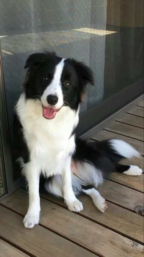 Border Collie Training, Border Collie Puppies, Collie Puppies, Sweet Smile, Herding Dogs, Border Collie Dog, Blue Merle, Border Collies, Collie Dog