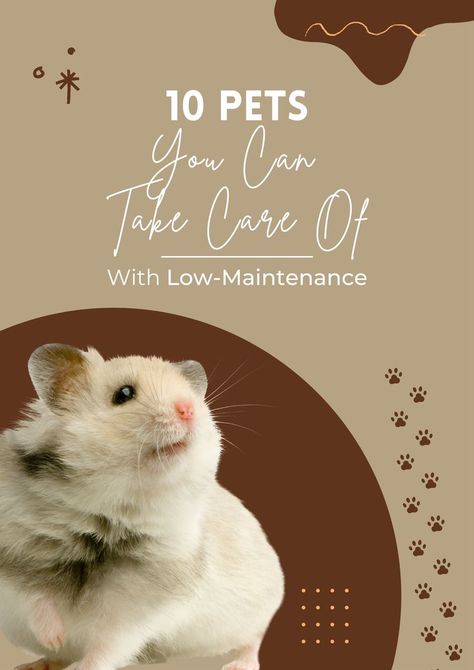 Want to start owning a pet? You may want to try these low maintenance pets first. Check this out 🙂 #petcare #petowners #petparents #petloverstip Low Maintenance Pets, Pocket Pet, Pet Owner, Busy Life, Diy Stuffed Animals, Guinea Pigs, Pet Owners, Low Maintenance, Pet Care