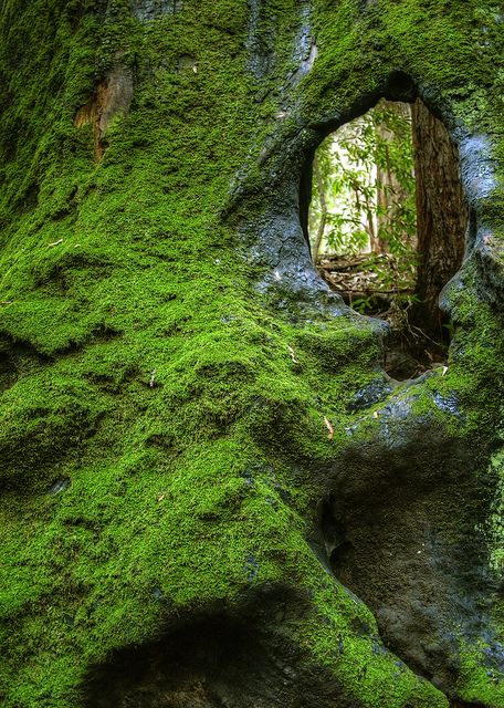 Moss Covered, Moss Garden, Image Nature, The Secret Garden, Secret Places, Alam Yang Indah, Land Art, Magical Places, Enchanted Forest