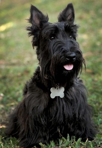 Cute Dogs And Cats, Scotties Dog, Scottie Terrier, Dogs Stuff, Dogs Breeds, Scottie Dogs, Scottish Terriers, About Dogs, Australian Shepherds