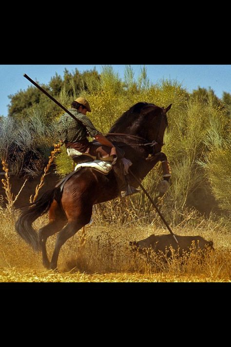 Hog hunting Wild Boar Horse. Looks like an Andalusian and his outfit is typical for a Spanish rider. Wild Hogs, Wild Boar Hunting, Boar Hunting, Hunting Stuff, Hog Hunting, Wild Hog, Andalusian Horse, Fox Hunting, Wild Boar