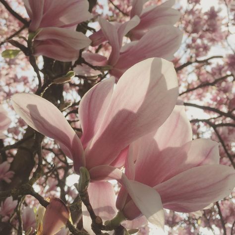 emily on Instagram: “📸🌸 . . . #photography #flowerphotography #tree #flower #floralphotography #magnolia #nature #aesthetic #aesthetics #tumblr #theme #pink…” Soft Pink Photo, Ipswich Suffolk, Aesthetics Tumblr, Soft Pink Theme, Living In London, Magnolia Trees, Flower Therapy, Floral Photography, Beautiful Bouquet Of Flowers