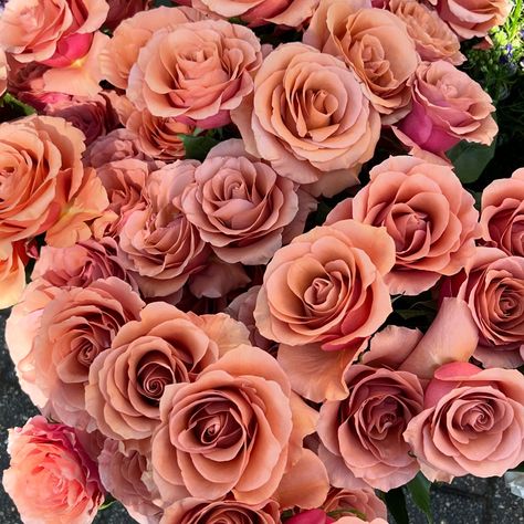 In the time we’ve had off this summer, we’ve been playing with colors for this coming fall. These Moab roses are my new favorite- the perfect combination of taupe and mauve, not too pink and not too purple. No filter needed. #roses #gardenroses #gardeninspiration #gardenstyle #moab #flowers #mauve #nofilter No Filter Needed, No Filter, Garden Styles, Garden Inspiration, This Summer, Filter, Roses, Birthday Party, Purple