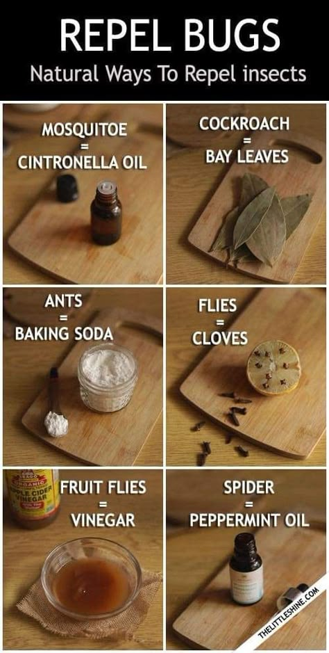 Ant Repellent Diy Indoor, Natural Hacks, Diy Bug Repellent, Bug Spray Recipe, Natural Insecticide, Ant Control, Natural Bug Repellent, Natural Mosquito Repellant, Easy Cleaning Hacks