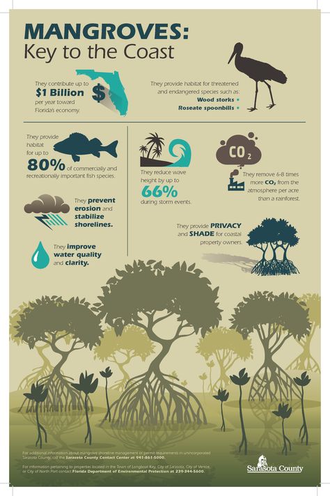 Scientific Poster Design, Info Poster, Animal Infographic, Scientific Poster, Infographic Inspiration, Infographic Poster, Mangrove Forest, Earth And Space Science, Diy Tv