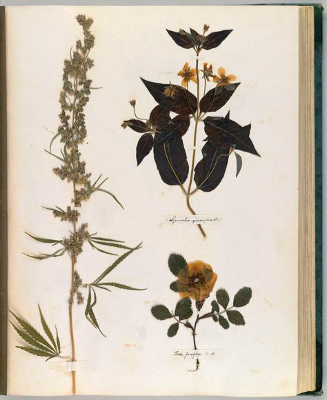 Emily Dickinson’s Herbarium: A Forgotten Treasure at the Intersection of Science and Poetry – Brain Pickings Herbology Book, Nature Journals, Indoor Flowering Plants, Dried Plants, Floral Foliage, Garden Of Earthly Delights, Illustration Botanique, Lord Byron, Book Author