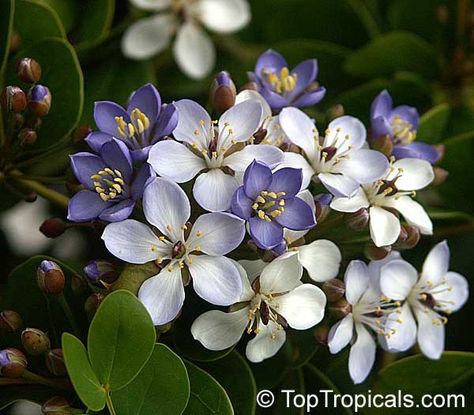 Lignum vitae, national flower of Jamaica Fast Growing Shade Trees, Blackberry Plants, Lignum Vitae, Shade Tolerant Plants, Endangered Plants, Banana Plants, Fragrant Plant, Unusual Flowers, Flowering Shrubs