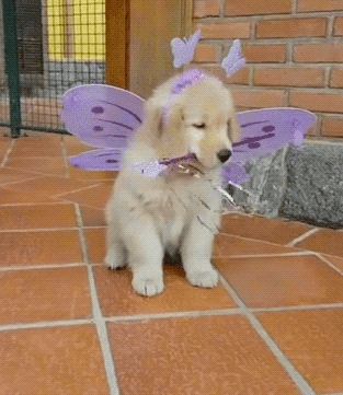 Puppies Gif, Puppy Halloween Costumes, Halloween Puppy, Animal Halloween Costumes, Puppy Costume, Really Cute Puppies, Princess Dog, Cute Puppy Videos, Dog Halloween Costumes