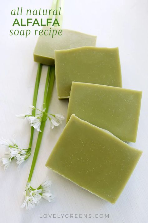 How to Make Alfalfa Soap, a Natural Green Soap Recipe that Lasts • Lovely Greens Natural Soap Colorants, Seaweed Soap, Make Your Own Soap, Homemade Soap Bars, Cold Process Soap Recipes, Handmade Soap Recipes, Soap Colorants, Soap Making Recipes, Herbal Teas Recipes