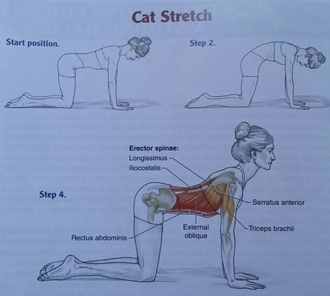 Pilates Anatomy, Pilates Lifestyle, Reflexology Techniques, Holistic Practices, Yoga Poses Chart, Pilates Teacher Training, Cat Stretching, Sports Therapy, Physical Training