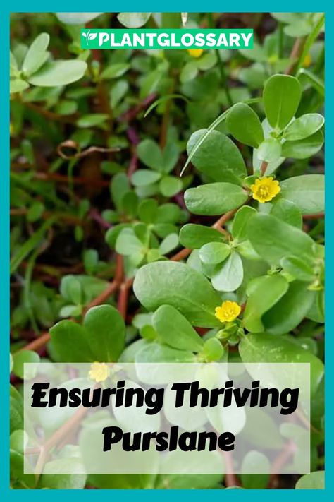 Purslane, known for its succulent leaves and vibrant growth, is a delightful addition to any garden. This guide provides comprehensive tips on how to care for purslane, ensuring it thrives in various conditions. Learn about the best practices for watering, soil, and sunlight to keep your purslane healthy and flourishing. Whether you’re a seasoned gardener or a beginner, these tips will help you enjoy the beauty and benefits of this resilient plant. Purslane Benefits, Purslane Recipe, Purslane Plant, Trailing Succulents, Medicinal Weeds, Portulaca Grandiflora, Succulent Leaves, Flowering Succulents, Portulaca Oleracea