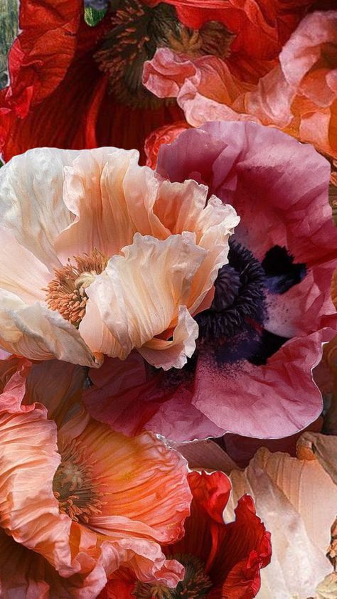 #secretgarden #secret #garden #flowers #magic #mystery #fyp #shuffle #nature #secrets #lightacademia Poppy Flower Wallpaper, Secret Garden Flowers, Poppy Flower Garden, Etsy Poster, Floristry Design, Macro Flower, Floral Photography, Beautiful Flower Arrangements, Plant Pictures