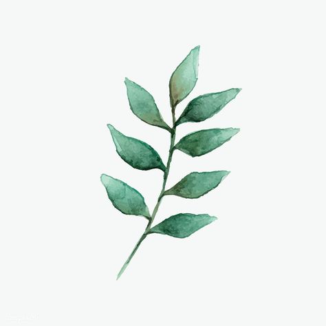 European ash leaf painted in watercolor vector | free image by rawpixel.com / Aum Ash Tree Leaves, Plants Cartoon, Ash Leaf, Plant Watercolor, Watercolor Vector, Ash Tree, Minimalist Drawing, Watercolor Plants, Leaf Drawing