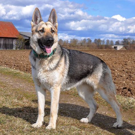 East German Shepherd, Eastern European Shepherd, East European Shepherd, Dog Types, Every Dog Breed, St Bernard Dogs, Bernard Dog, St Bernard, Water Dog