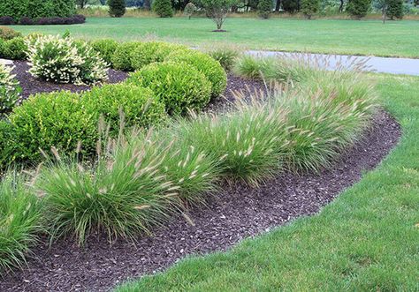 best 5 ornamental grasses for Texas landscapes South Texas Landscaping, Ornamental Grass Landscape, Landscaping With Fountains, Front Porch Plants, Texas Landscaping, Xeriscape Landscaping, Fountain Grass, Front Yard Garden Design, Grasses Landscaping