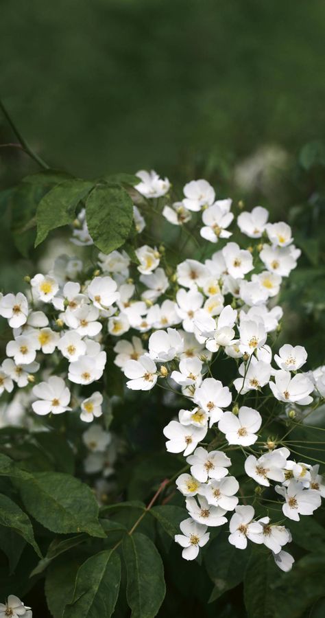 Kiftsgate Court garden designed by Heather Muir | House & Garden Acnh Pool, Three Generations Of Women, Rambling Roses, Old Roses, Moon Pool, Generations Of Women, Old Garden, Flower Of The Month, Garden Growing