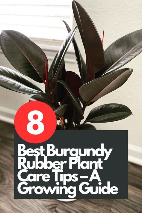 If you're a plant lover, you'll want to dive into this comprehensive growing guide for your beloved burgundy rubber plants. From lighting requirements and watering techniques to soil preferences and pruning tips, we've got you covered! Transform your space with lush and vibrant burgundy rubber plants by following these 8 expert care tips. IG Photo by: MargaretD Ficus Burgundy, Rubber Plant Care, Plant Bugs, Plant Care Tips, Ficus Elastica, Rubber Plant, Aloe Vera Plant, Plant Diseases, Rubber Tree