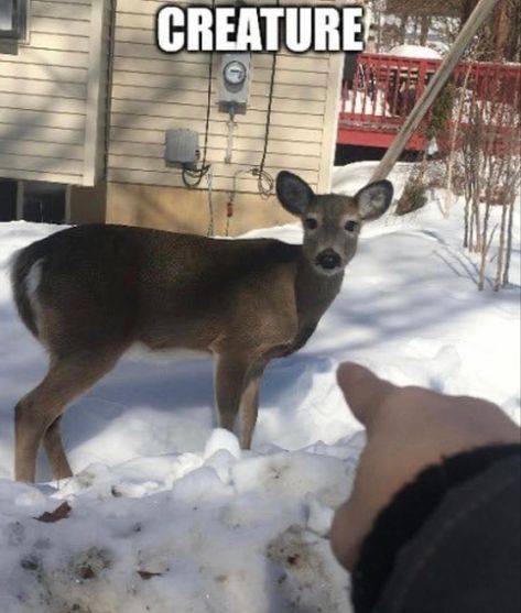 Funny Deer, Deer Photos, Creature Feature, A Deer, Oh Deer, Silly Animals, Cute Little Animals, Asheville, Spirit Animal