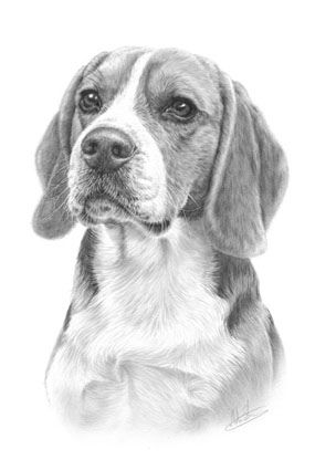 Beagle | Beagle pencil drawing. This perfect example of the … | Flickr Dog Pencil Drawing, Beagle Art, Pencil Drawings Of Animals, Dog Sketch, 강아지 그림, White Drawing, Beagle Puppy, Beagle Dog, Animal Sketches