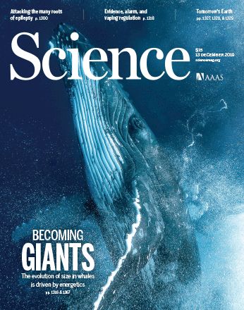 Blue whales are the largest animal known to have ever lived surpassing dinosaurs in mass. Scientists collected data on feeding and diving and found that increased body size facilitates prey capture. Body size increases in marine environment appear to be limited only by prey availability. Science Magazine Design, Environment Magazine, Science Magazine Cover, Ocean Magazine, Family Dinner Planning, Scientific Magazine, Blue Magazine, Food Energy, Nature Magazine