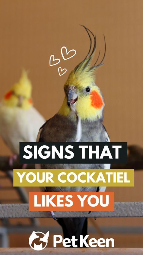 No doubt, the cockatiel is an adorable little pet bird, and when you know how to spot the signs that she loves you, your relationship only gets better! Cockatiel Body Language, Angry Cockatiel, Cockatiel Aesthetic, Cockatiel Wallpaper, Parrot Treats, Bird Cockatiel, Bird Footprint, Cockatiel Care, Love Birds Pet