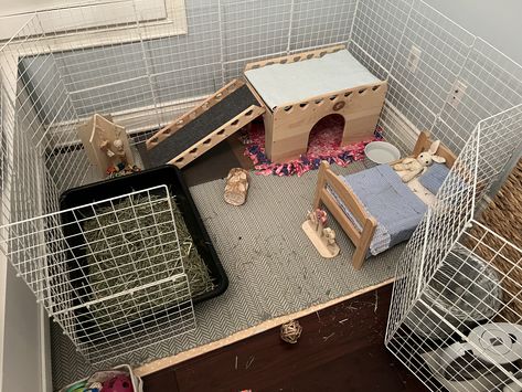 Guniea Pig Indoor Cage, Colony Rabbit Housing, Gunie Pigs Cages, Guniea Pig Aesthetic Cage, Giant Flemish Rabbit Cage, Rabbit Care, Guinea Pigs, Adoption